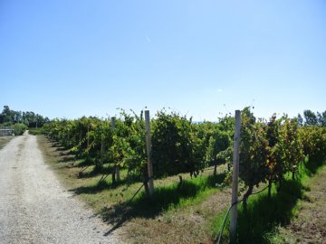 sardinie - agriturismo i vigneti nabij alghero (1).jpg