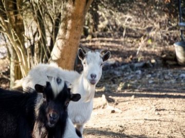 animali_(4).jpg