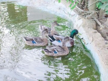 animali_(11).jpg