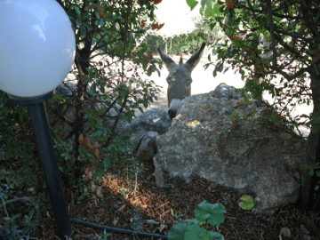 agriturismo-olbia-sardinie.png